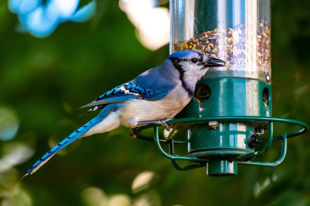 Comment attirer les oiseaux dans son jardin ?