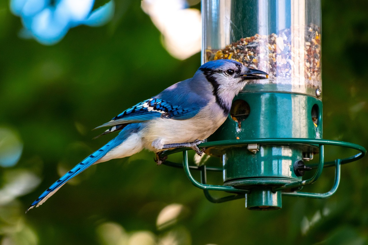 Comment attirer les oiseaux dans son jardin ?