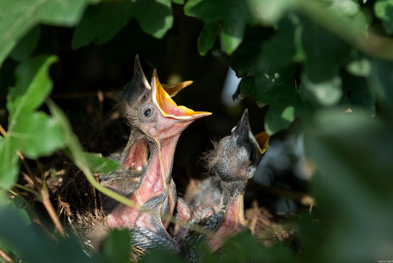 Comment apprivoiser un oiseau sauvage tombé du nid ?