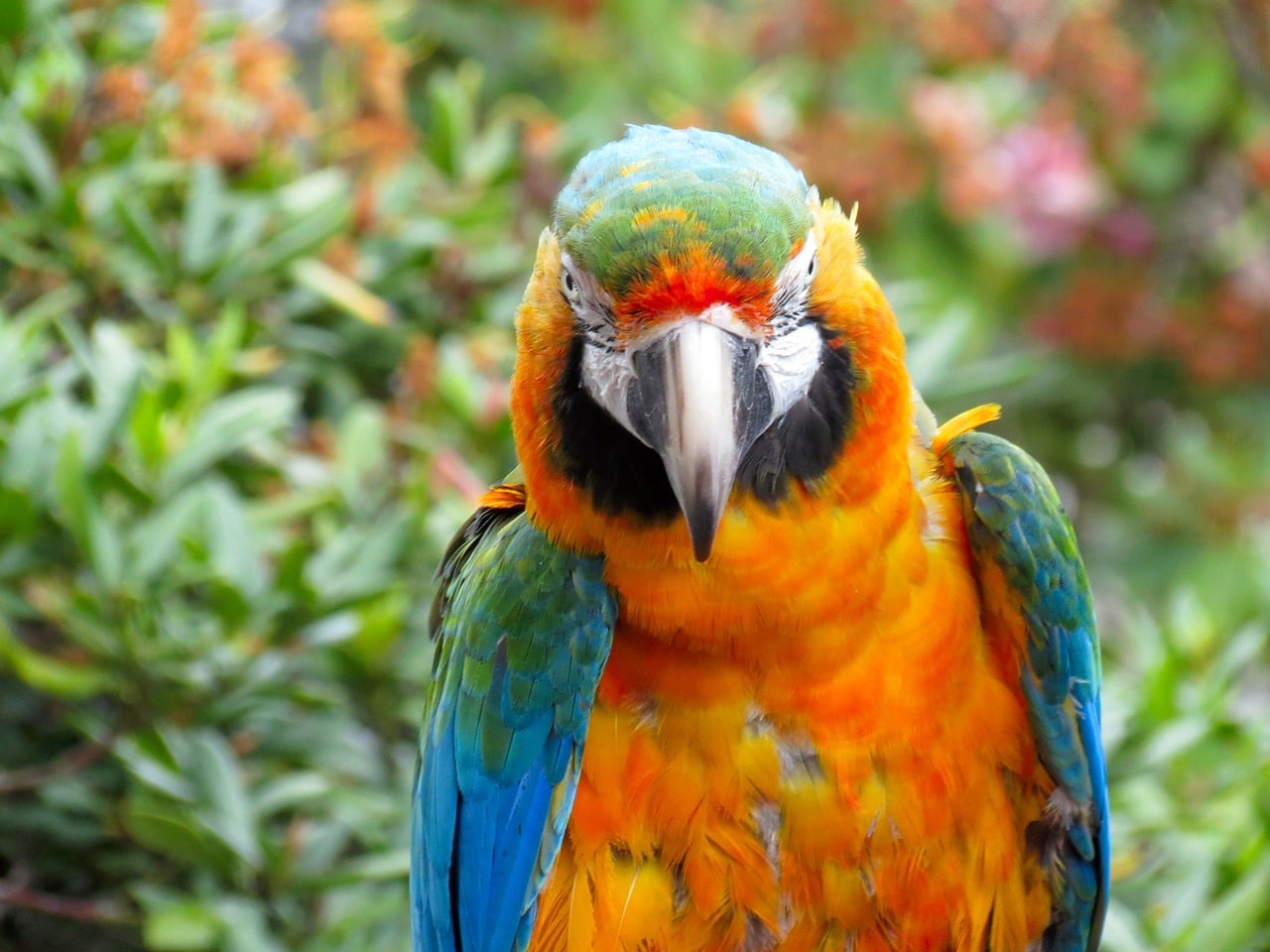 Apprend tout sur le Conure soleil (Aratinga solstitialis)