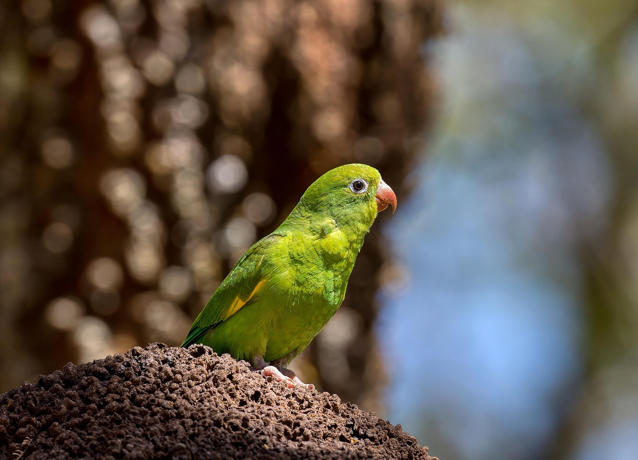 Le youyou du Sénégal : oiseau unique (Poicephalus senegalus)