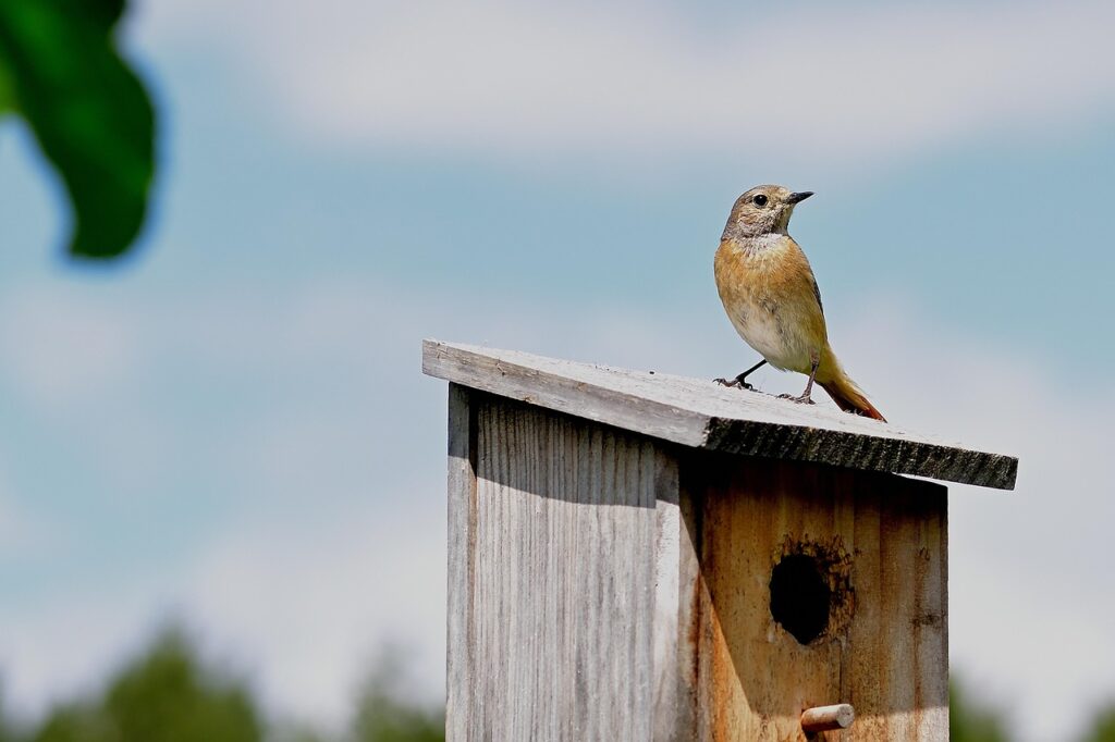 Comment fabriquer un nichoir à oiseaux ?