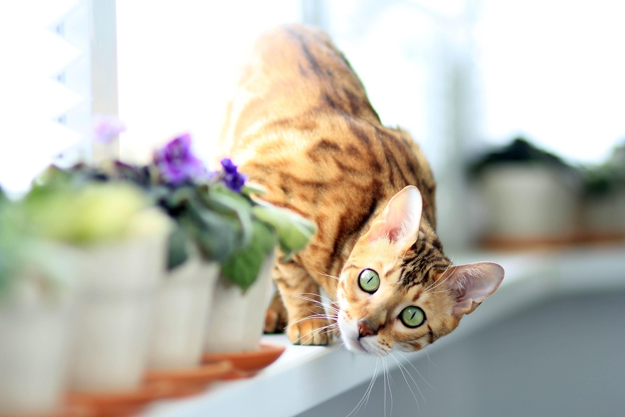 Comment prendre soin d&rsquo;un chat en appartement ?